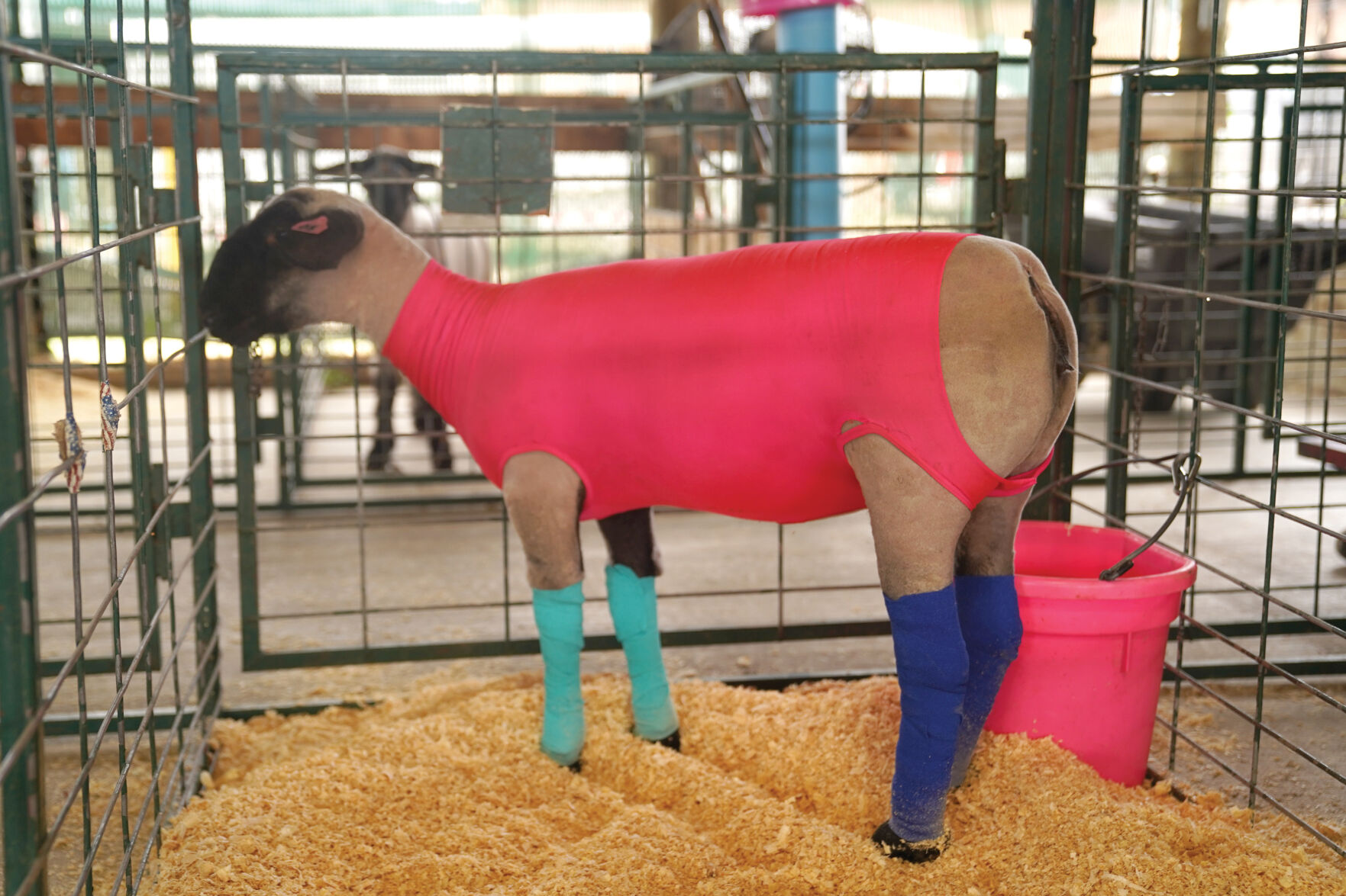 Sheep Show Standalones 003.jpg